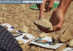 Chasse aux fossiles sous les falaises des vaches noires