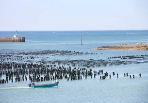 Oyster-rearing in Kercabellec Bay