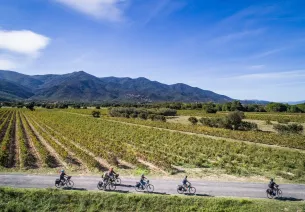 Vignoble à St-Genis des Fontaines