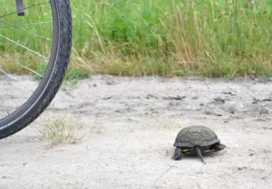 Tortue et vélo