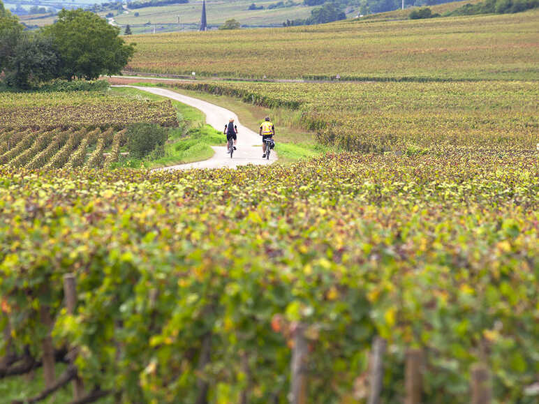 La véloroute au coeur des vignobles du Santenay