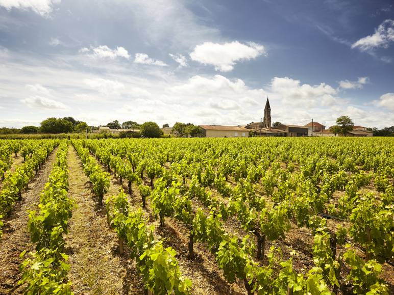 Les vignobles du Médoc à vélo